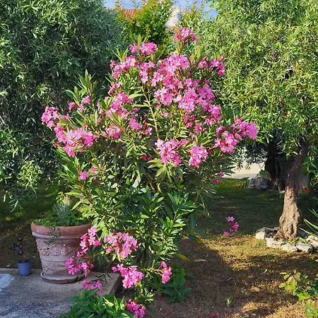 Olive Grove Apartment Vodice Exterior photo