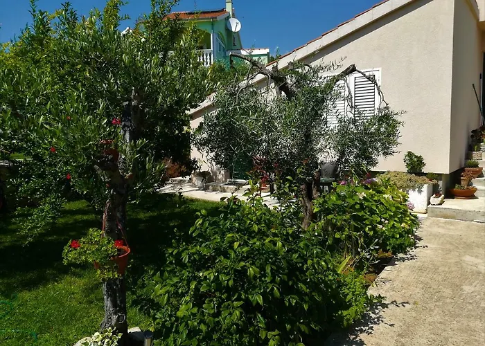 Olive Grove
