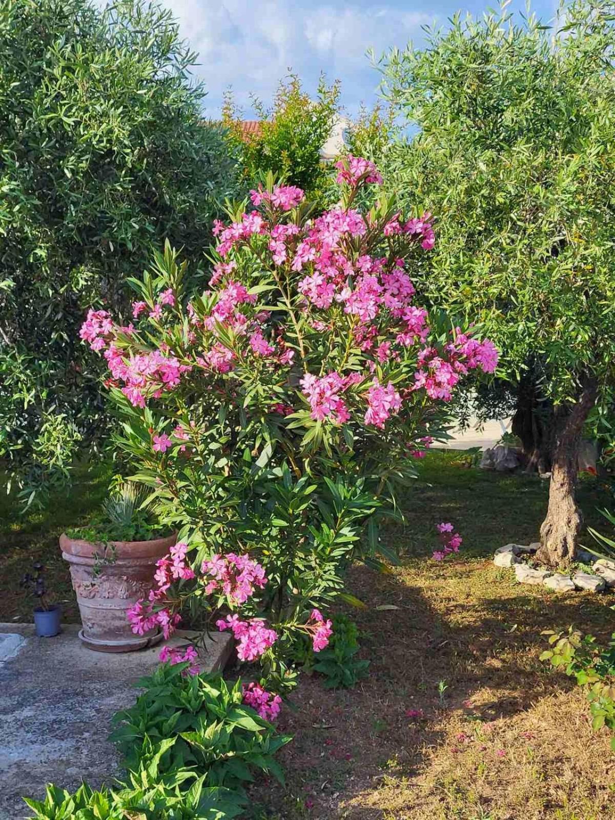 Apartment Olive Grove Vodice